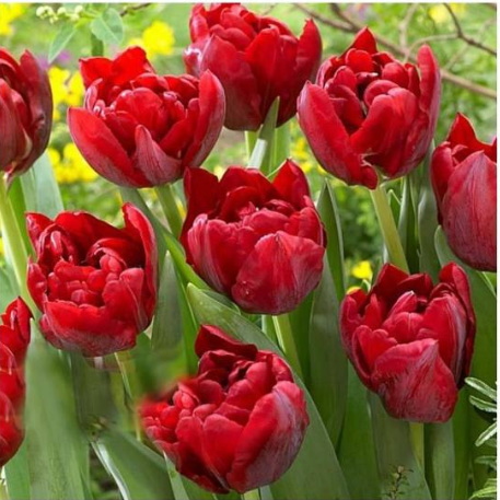  Пионовидные тюльпаны | купить