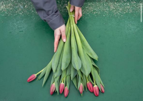 Подборка самых интересных сортов тюльпанов | купить