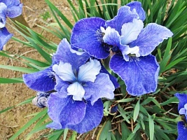 Ирис сибирский Iris sibirica "Regency Belle" : С2/3 | купить