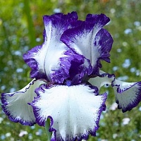 Ирис бородатый Iris germanica 'Loop the Loop' : С2/3 | купить