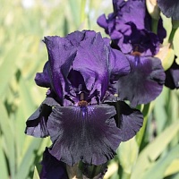 Ирис бородатый Iris germanica 'Royal Satin' : С2/3 | купить