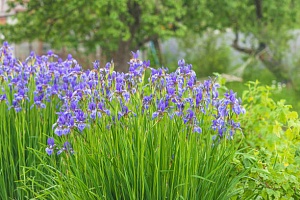 Ирис сибирский Iris sibirica 'Perrys Blue' : С2/3 | купить