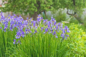 Ирис сибирский Iris sibirica 'Perrys Blue' : С2/3 | купить