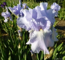 Ирис бородатый Iris germanica 'Blue Sapphire' : С2/3 | купить