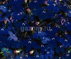 Лобелия ежевидная ампельная (Lobelia erinus) "Regatta" (midnight blue) Кашпо 6л | купить