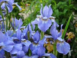 Ирис сибирский Iris sibirica "Soft Blue" : С2/3 | купить