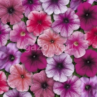 Петуния многоцветковая (Petunia multiflora) "Prism F1" (мороженое смесь) (ячейка 6) | купить