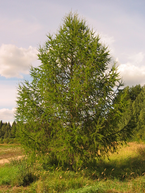 Лиственница сибирская Larix sibirica h 100-150 С10