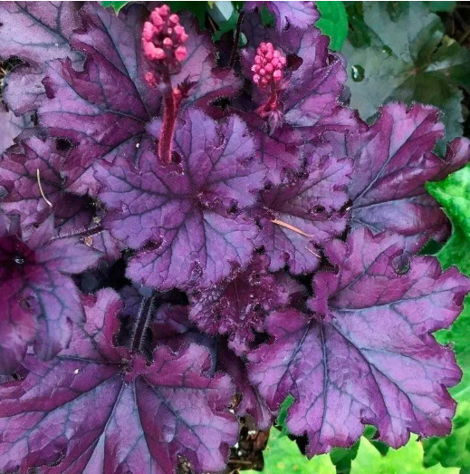 Гейхера гибридная "Форевер Перпл" Heuchera hybrid "Forever Purple" Р9