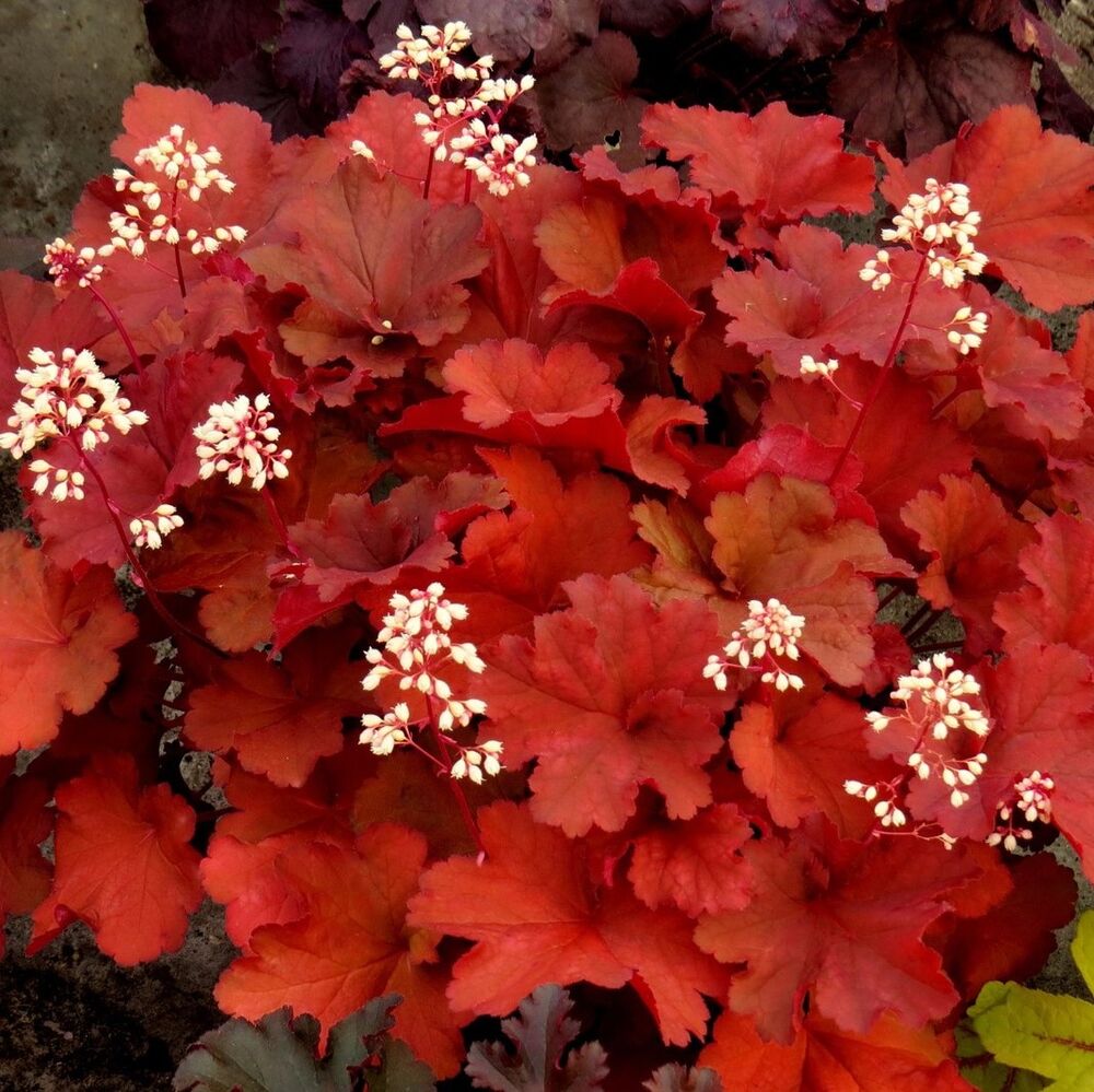 Гейхера гибридная "Рио" Heuchera hybrid "Rio" P9
