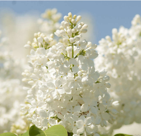Сирень обыкновенная "Агидель" Syringa vulgaris "Agidel"