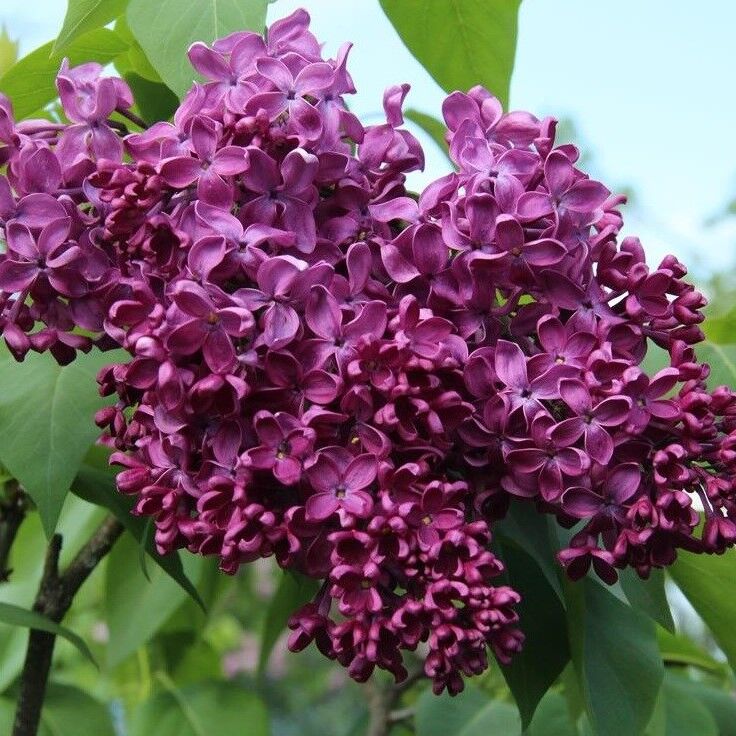 Сирень обыкновенная "Анна Шиач" Syringa vulgaris "Anna Shiach"