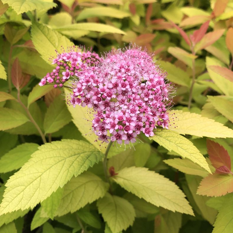 Спирея японская "Дабл Плей Биг Бэнг" Spiraea japonica "Double Play Big Bang"