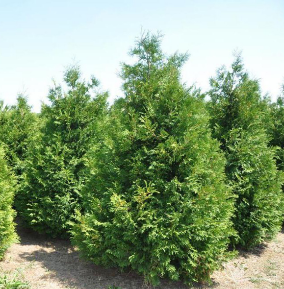 Туя западная "Брабант" Thuja occidentalis "Brabant"