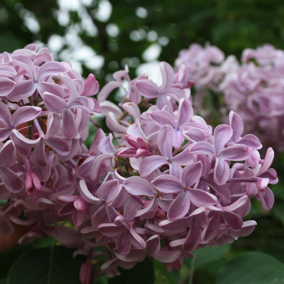 Сирень гиацинтовая "Бюффон" Syringa x hyacinthiflora "Buffon"