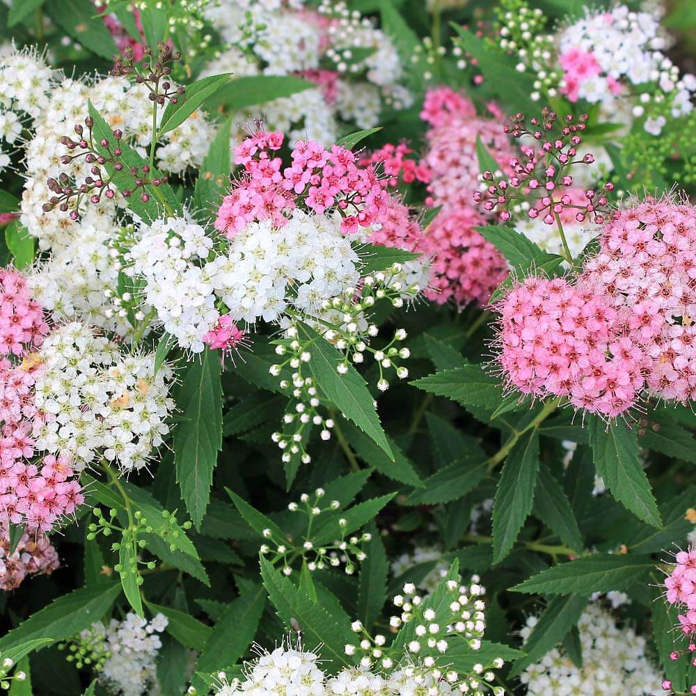 Спирея японская "Генпей" Spiraea japonica "Genpei"
