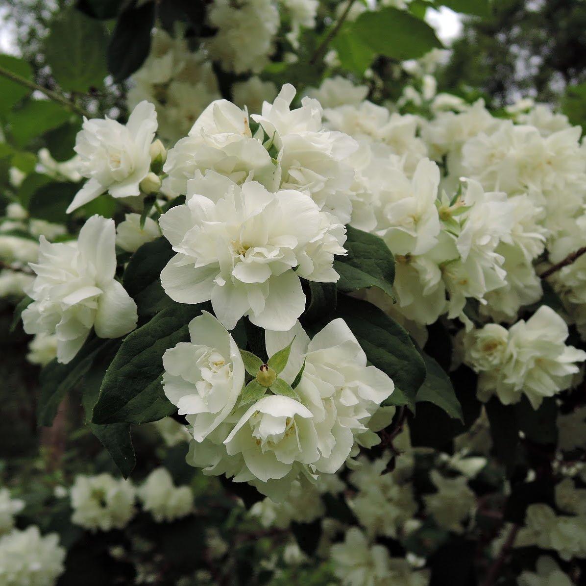 Чубушник "Глетчер" Philadelphus "Gletscher"