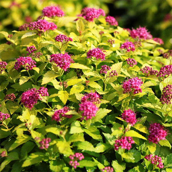 Спирея японская "Голден Принцесс" Spiraea japonica "Golden princess"