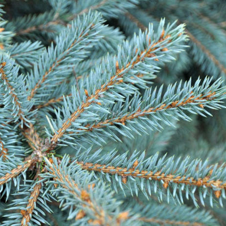 Ель колючая голубая Picea pungens