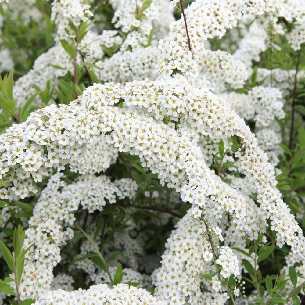 Спирея серая "Грефшейм" Spiraea cinerea "Grefsheim"