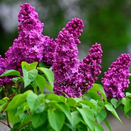 Сирень обыкновенная "День Победы" Syringa vulgaris "Den Pobedy"