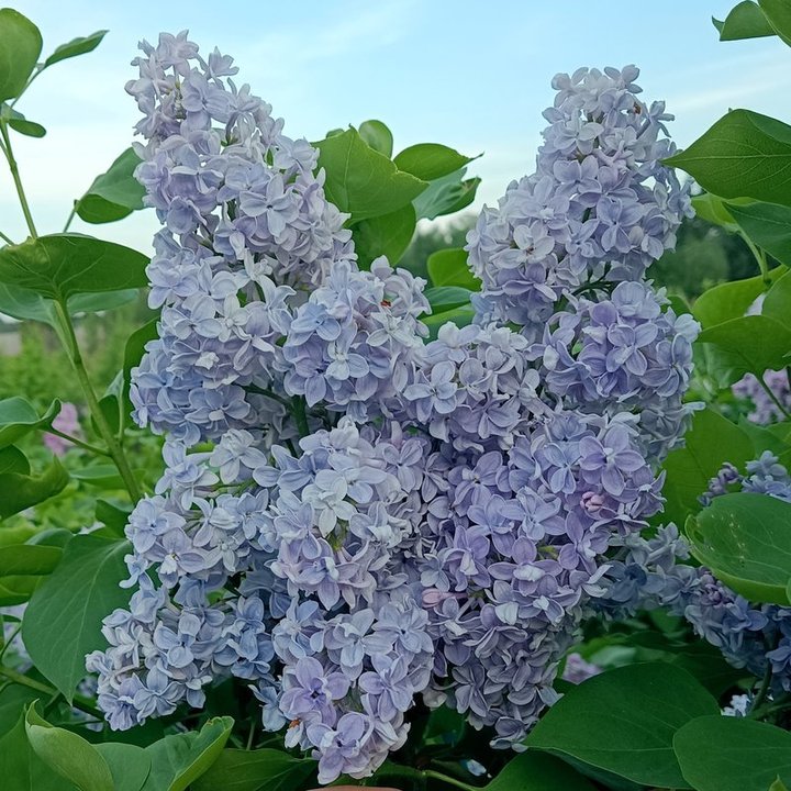 Сирень обыкновенная "Дрезден Чайна" Syringa vulgaris "Dresden China"