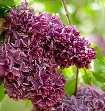 Сирень обыкновенная "Маршал Жуков" Syringa vulgaris "Marshal Zhukov"