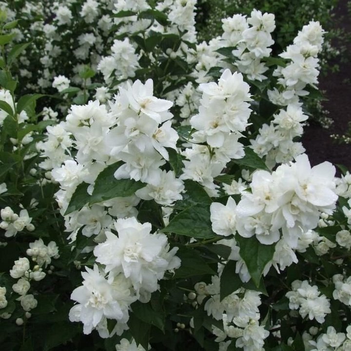 Чубушник "Зоя Космодемьянская" Philadelphus "Zoya Kosmodemyanskaya"