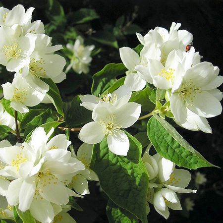 Чубушник "Изобилие" Philadelphus coronarius "Izobiliye"