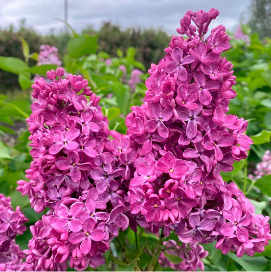 Сирень обыкновенная "Индия" Syringa vulgaris "India"