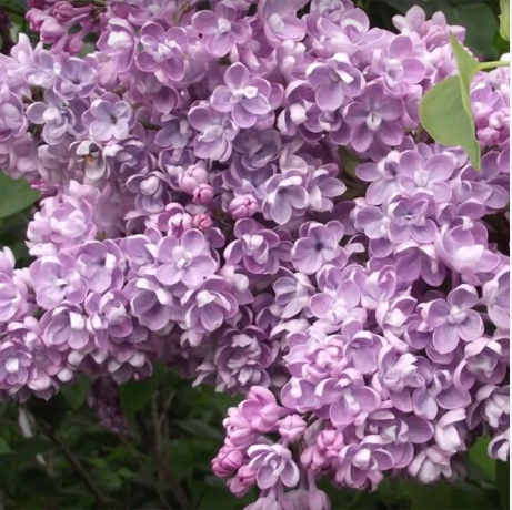 Сирень обыкновенная "Катюша" Syringa vulgaris "Katyusha"