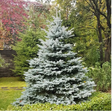 Ель колючая голубая "Кейбаб" Picea pungens "Glauca Kaibab"