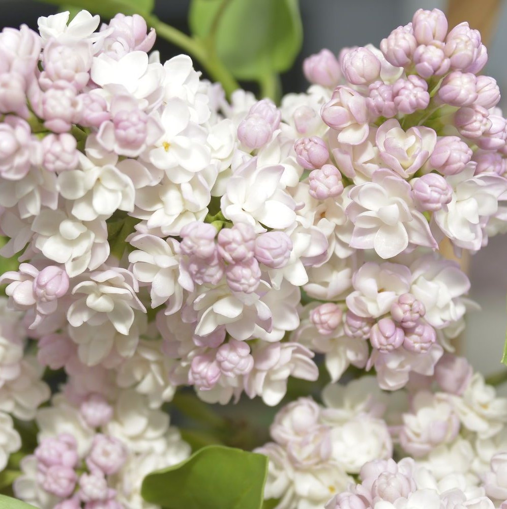 Сирень обыкновенная "Красавица Москвы" Syringa vulgaris "Krasavitsa Moskvy"
