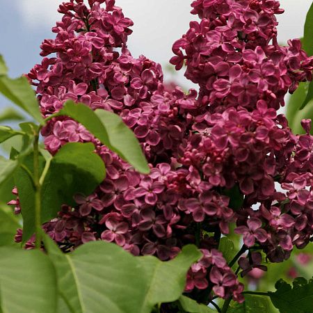 Сирень обыкновенная "Красная Москва" Syringa vulgaris "Krasnaya Moskva"