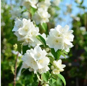 Чубушник "Снежная Лавина" Philadelphus "Snezhnaja Lavina"
