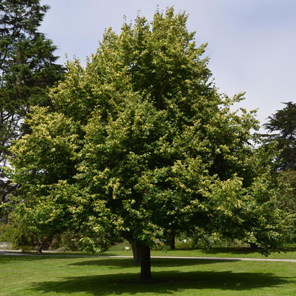 Липа мелколистная Н/С Tilia cordata