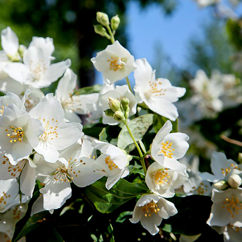 Чубушник "Монт Бланк" Philadelphus "Mont Blanc"