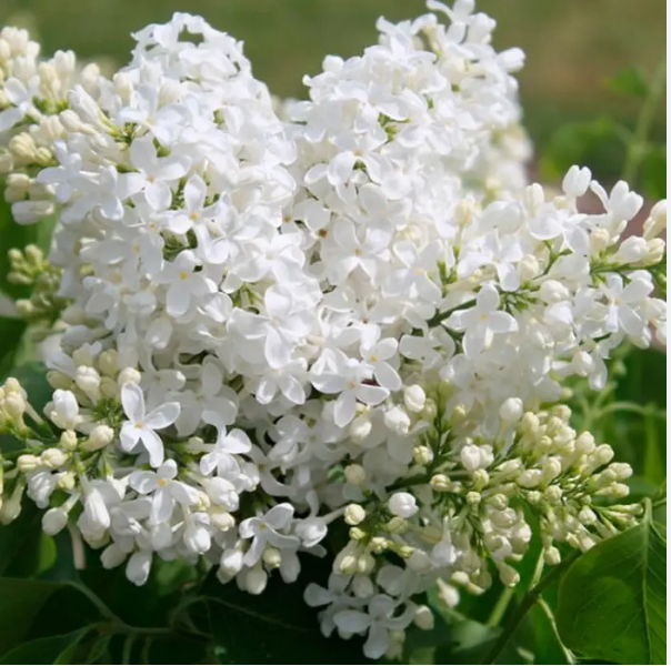Сирень обыкновенная "Моник Лемуан" Syringa vulgaris "Monique Lemoine"