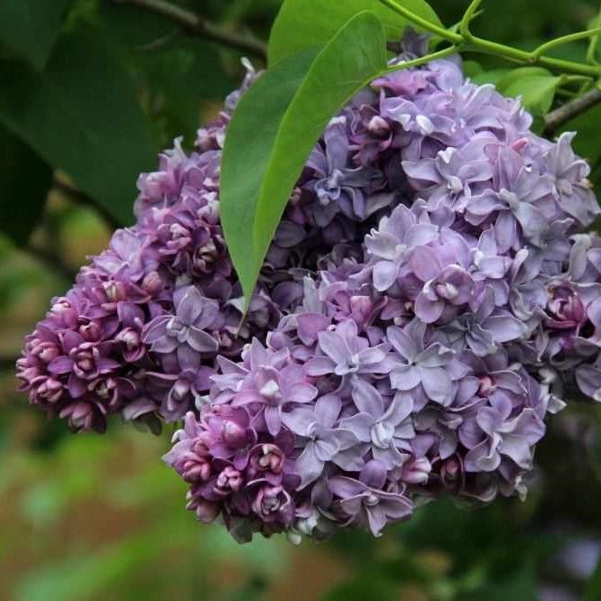 Сирень обыкновенная "Надежда" Syringa vulgaris "Nadeshda"