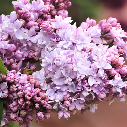 Сирень обыкновенная "Небо Москвы" Syringa vulgaris "Nebo Moskvy"