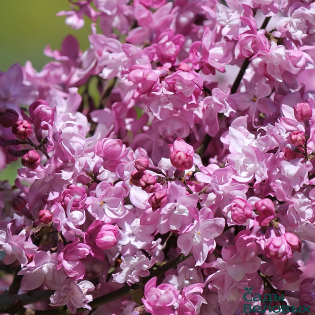 Сирень обыкновенная "Олимпиада Колесникова" Syringa vulgaris "Olimpiada Kolesnikova"