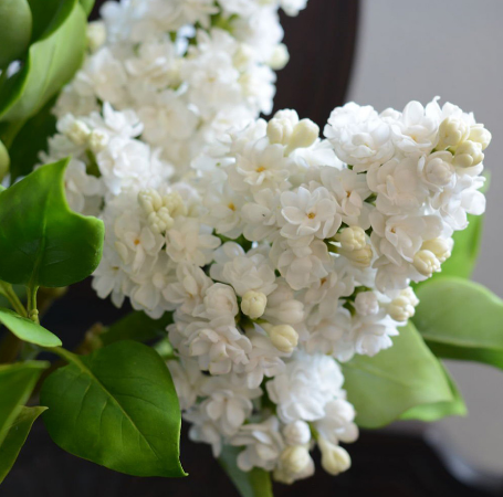 Сирень обыкновенная "Память о Колесникове" Syringa vulgaris "Pamyat’ о Kolesnikove"