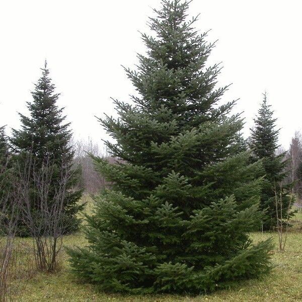 Пихта сибирская Н/С Abies sibirica