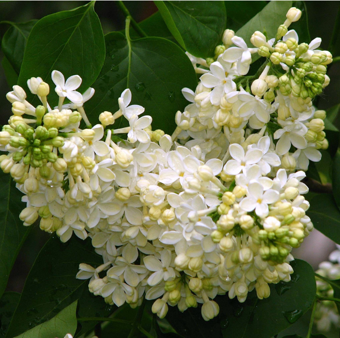 Сирень обыкновенная "Примроуз" Syringa vulgaris "Primrose"