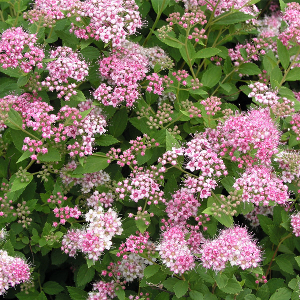 Спирея японская "Литтл Принцесс" Spiraea japonica "Little princess"