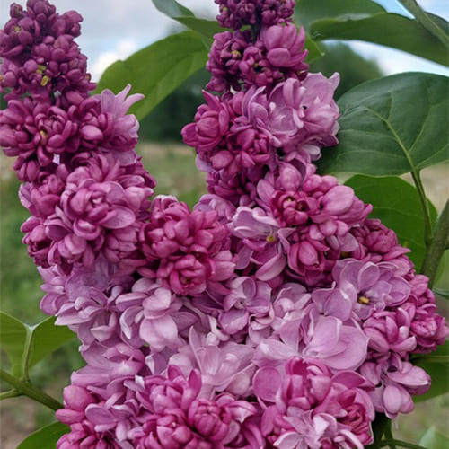 Сирень обыкновенная "Русская песня" Syringa vulgaris "Russkaya Pesnya"