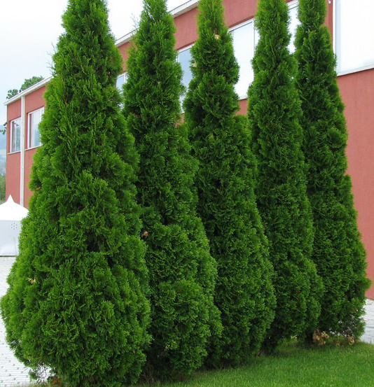 Туя западная "Смарагд" Thuja occidentalis "Smaragd"