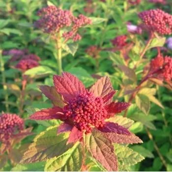 Спирея японская "Спарклинг Шампейн" Spiraea japonica "Sparkling Champagne"