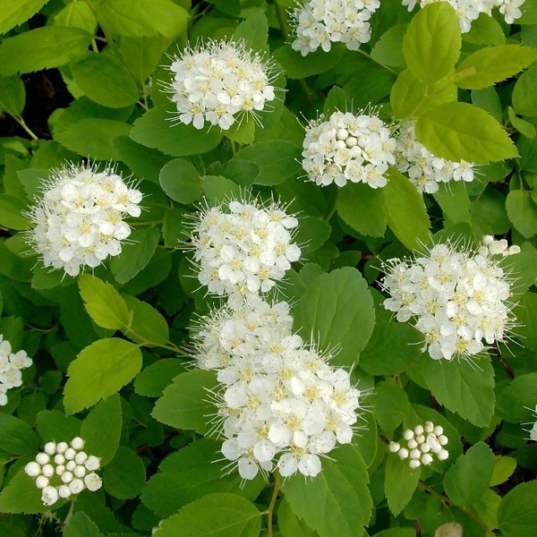 Спирея берёзолистная "Тор" Spiraea betulifolia "Tor"