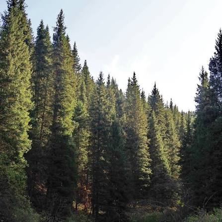 Ель тянь-шаньская Picea thianschanica (schrenkiana V. tianschanica)